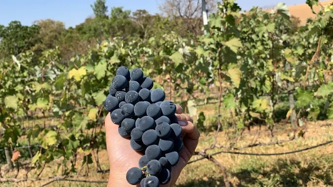 uvas.jpg